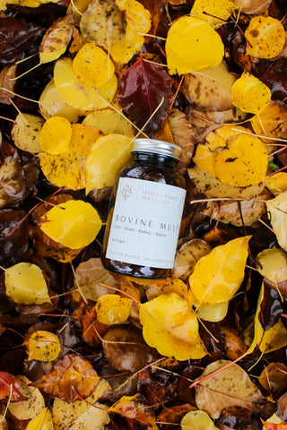 A bottle of Highlands Natural Bovine Multi supplements with a label showing the product name and that it is made from bovine liver, heart, kidney, and spleen. Pictured lying in a bed of wet yellow and red leaves.